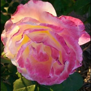 Meet your Posher, Karen